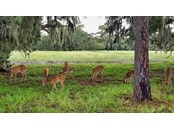 Vacant Land for sale at 15111 Gaddy Up Ranch Rd, Sarasota, FL 34240 - MLS Number is A4515152